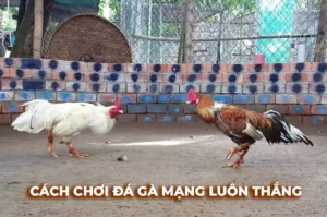 Bật Mí Cách Chơi Đá Gà Sabong Tại QH88 Thắng Lớn Từ Phút Đầu 3 Bật Mí Cách Chơi Đá Gà Sabong Tại QH88 Thắng Lớn Từ Phút Đầu