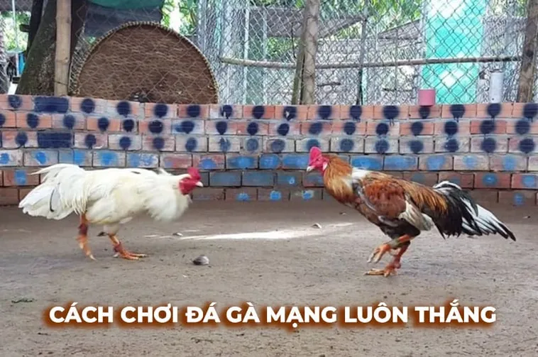 Bật Mí Cách Chơi Đá Gà Sabong Tại QH88 Thắng Lớn Từ Phút Đầu 1 Bật Mí Cách Chơi Đá Gà Sabong Tại QH88 Thắng Lớn Từ Phút Đầu