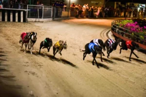 Hướng Dẫn Cách Chơi Game Nhanh Đua Chó Tại QH88 Chi Tiết Nhất 5 Hướng Dẫn Cách Chơi Game Nhanh Đua Chó Tại QH88 Chi Tiết Nhất