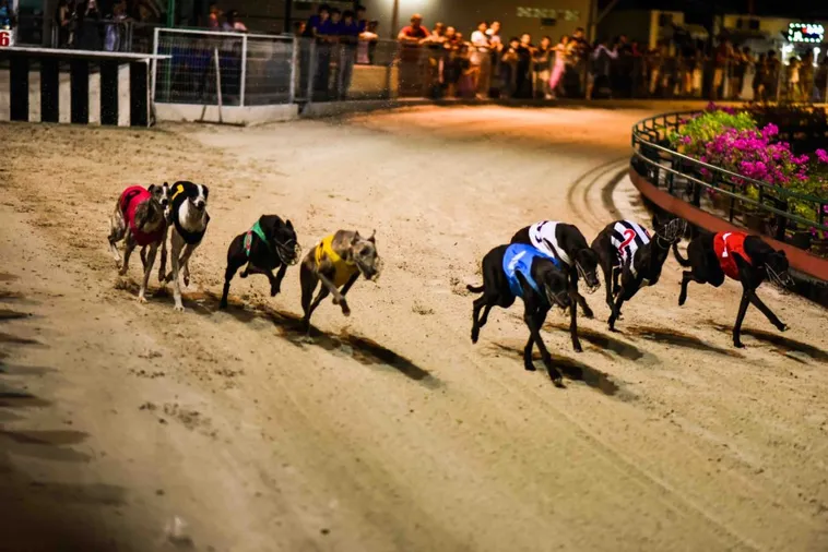 Hướng Dẫn Cách Chơi Game Nhanh Đua Chó Tại QH88 Chi Tiết Nhất