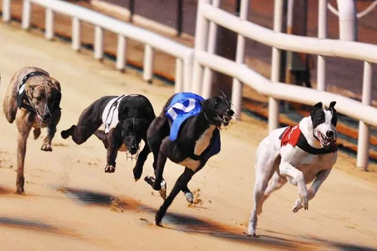 Hướng Dẫn Cách Chơi Game Nhanh Đua Chó Tại QH88 Chi Tiết Nhất